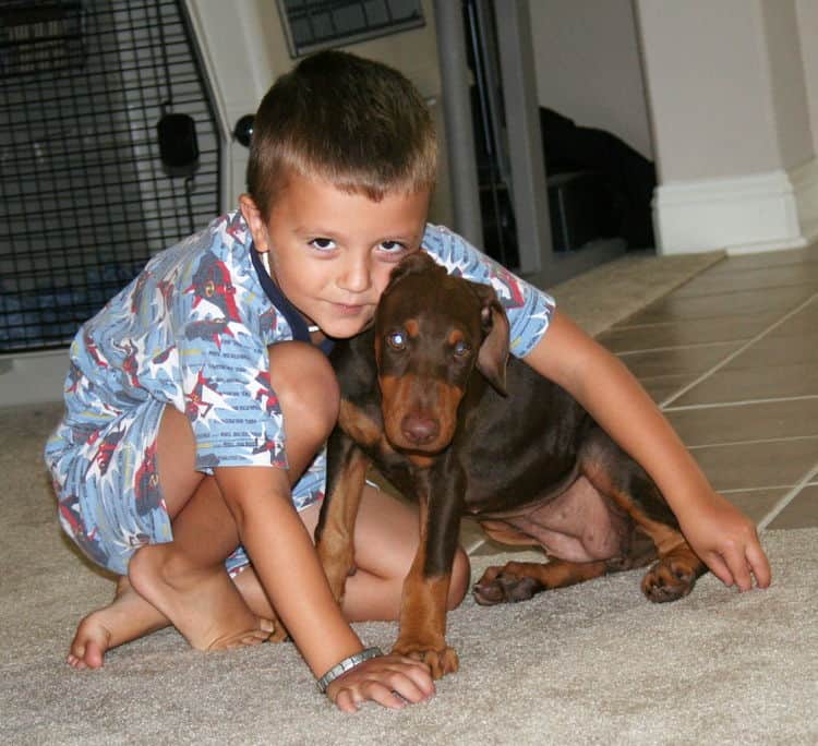 doberman puppy