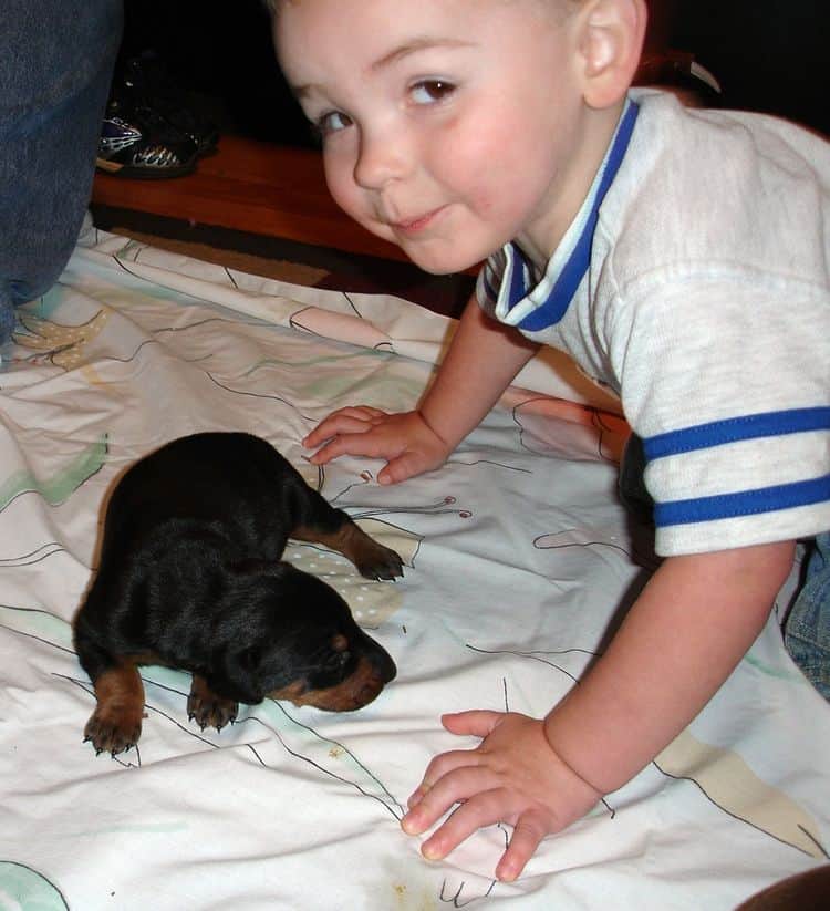 Doberman puppies