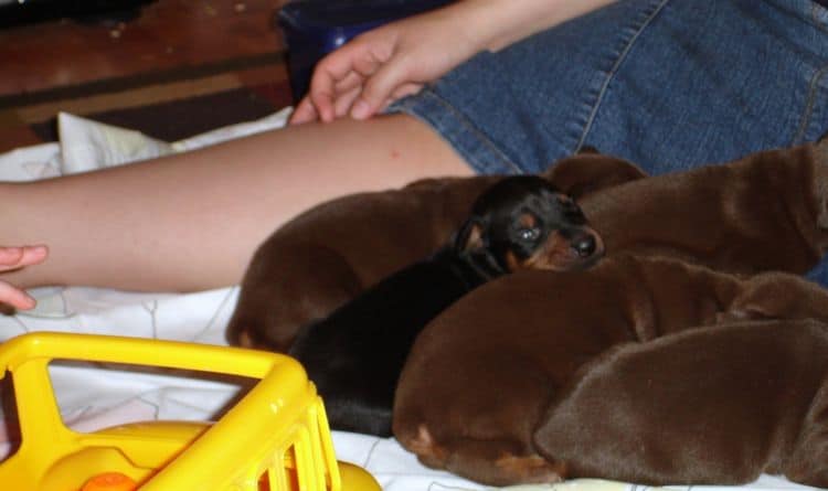 Dobe Pinscher pups