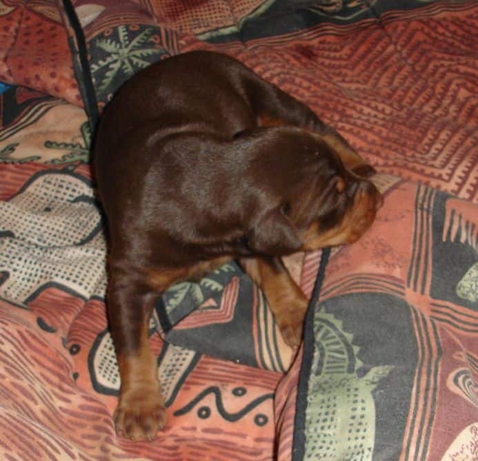 Doberman Pinscher pup