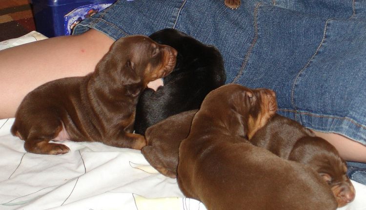 dobie pups