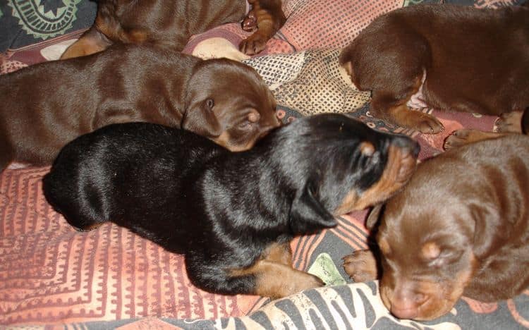 Doberman Pinchers