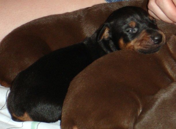 Doberman pinscher puppy