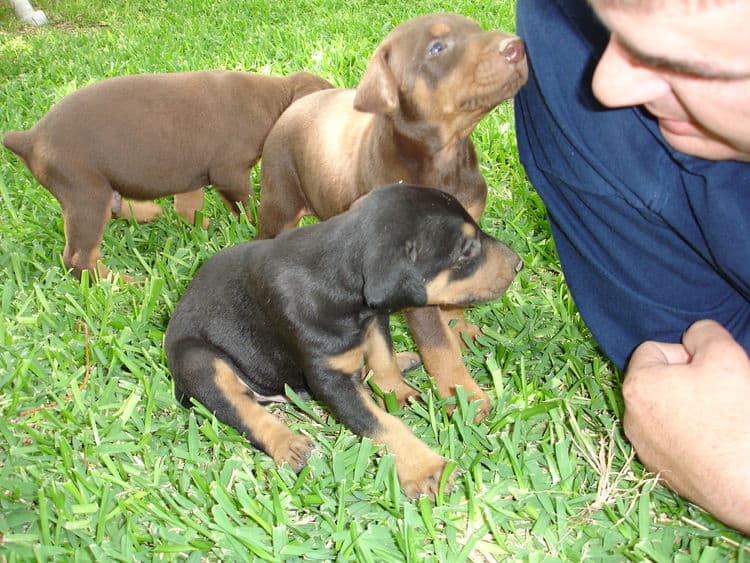 Doberman puppies