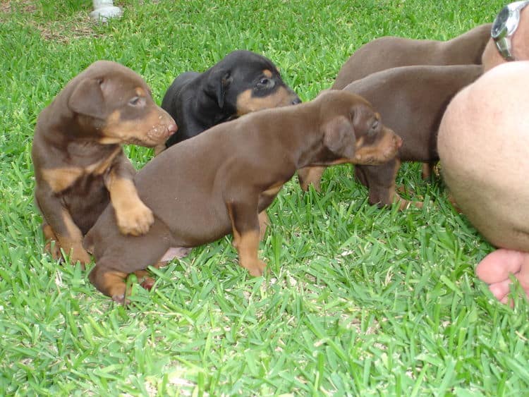 Doberman Pinschers