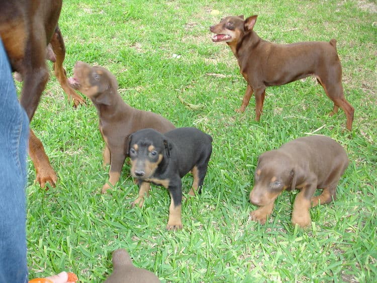 Doberman puppy