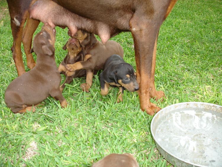 Doberman pups