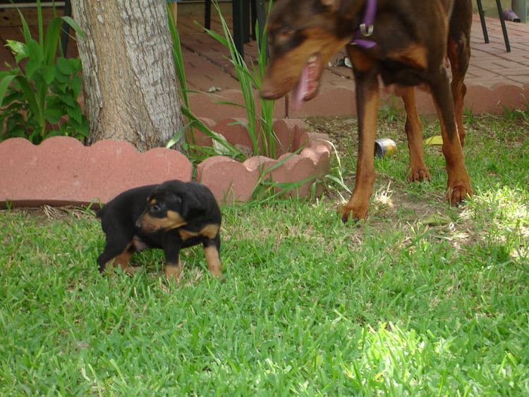 Dobie pup