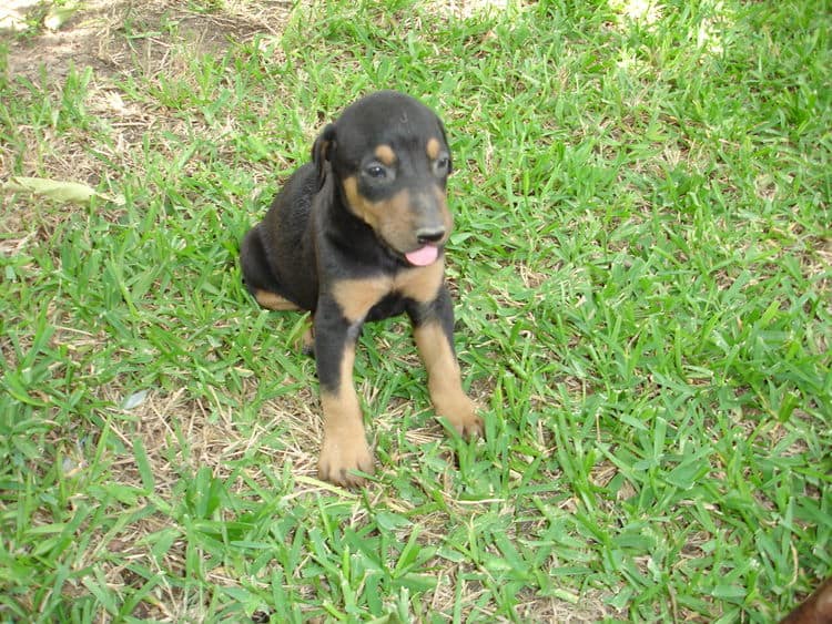 Doberman puppy