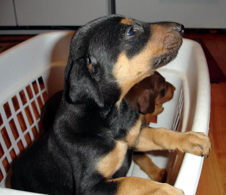 Male Doberman puppy