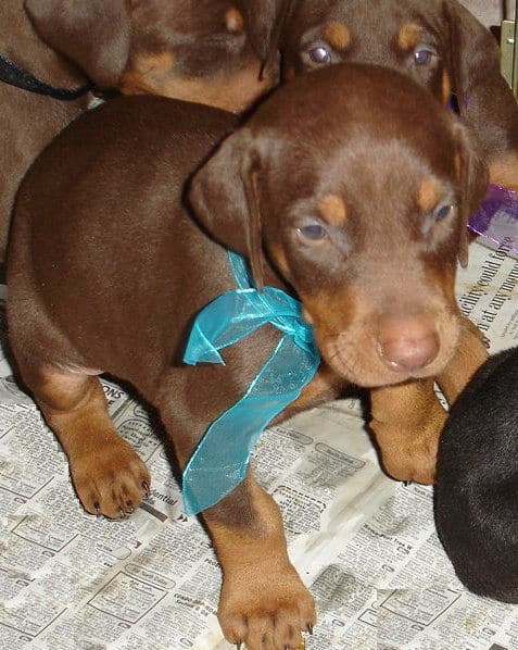 Male Doberman puppy