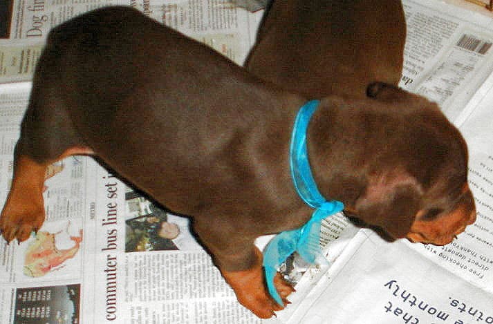 Dobie pups