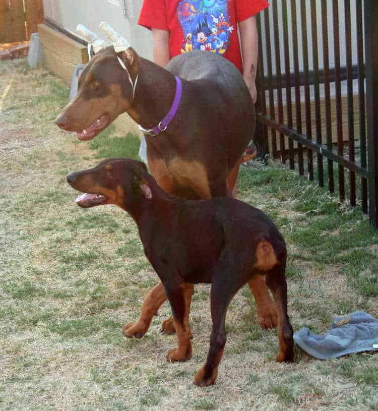 Dobe pup