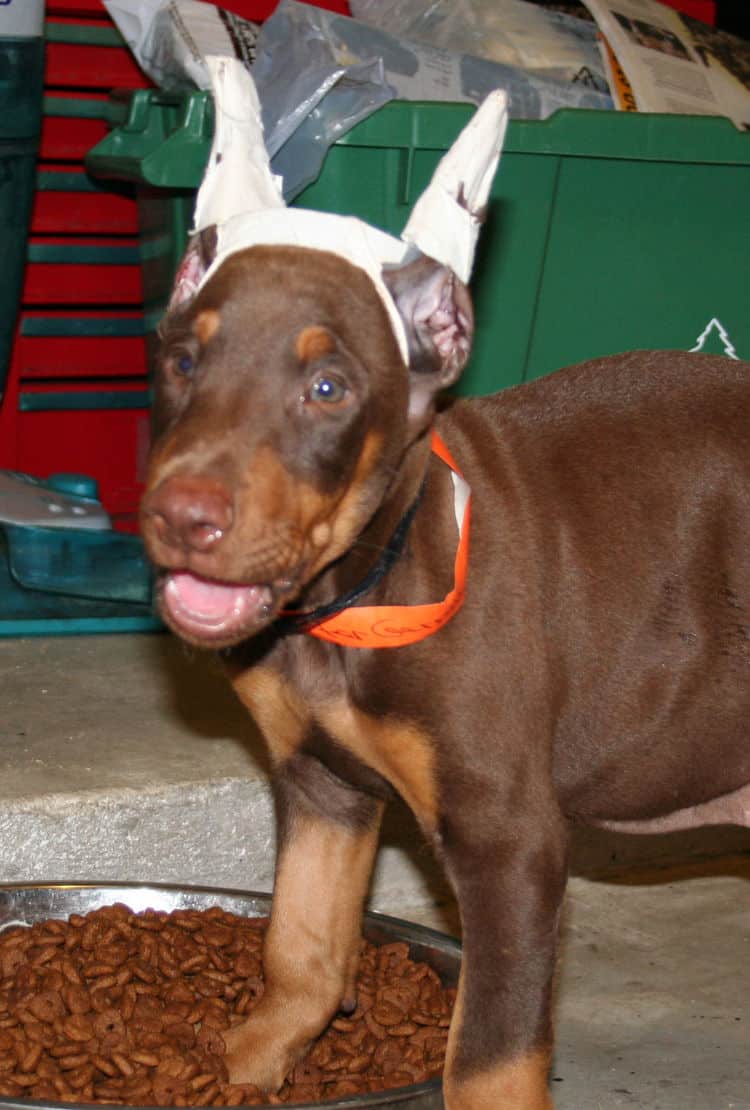 Doberman puppy cropped