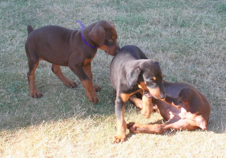 Doberman Pinschers