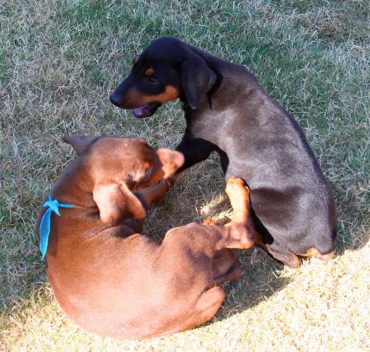 Doberman Pinscher pups