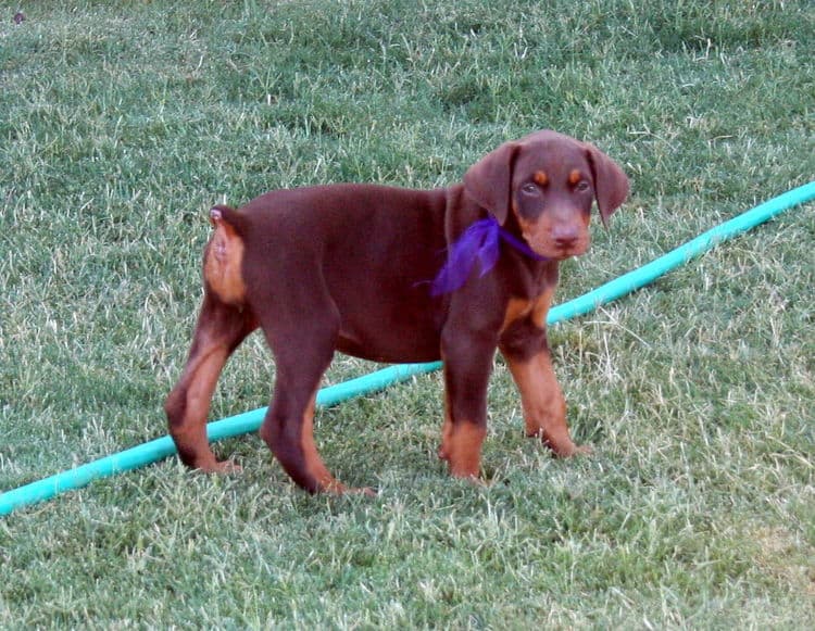 Doberman puppy