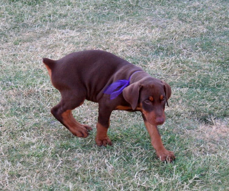 Doberman Pinscher pup