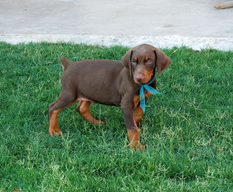 Dobe pup