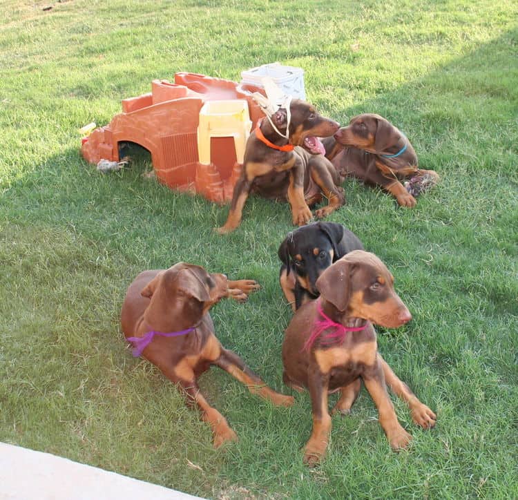 Doberman puppy