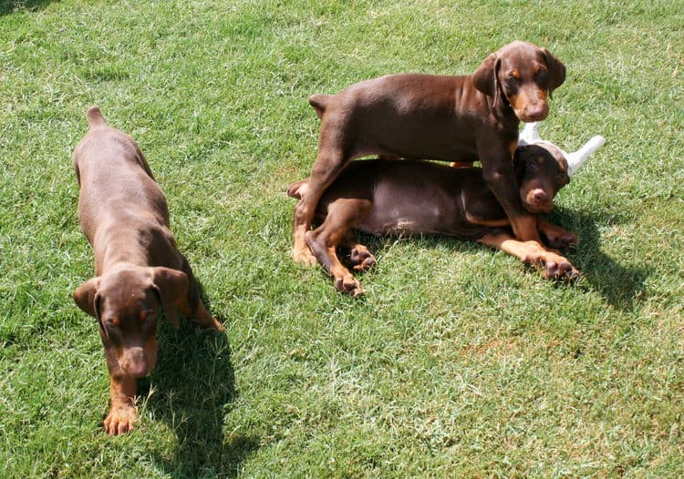 Doberman Pinschers