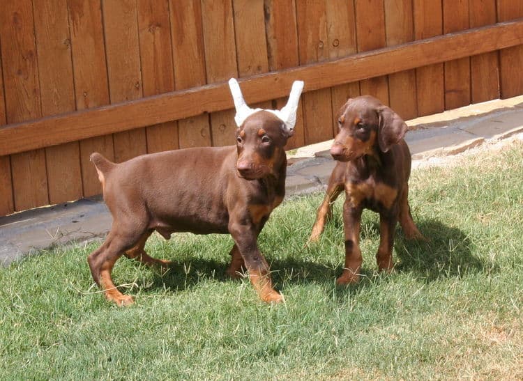 Doberman Pinschers