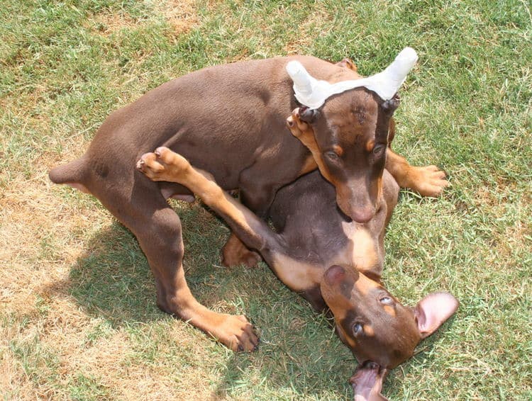 Doberman Pinscher puppies