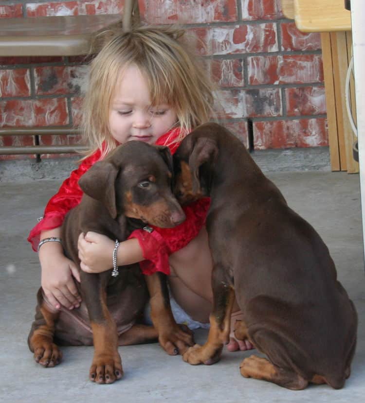 Dobe puppy