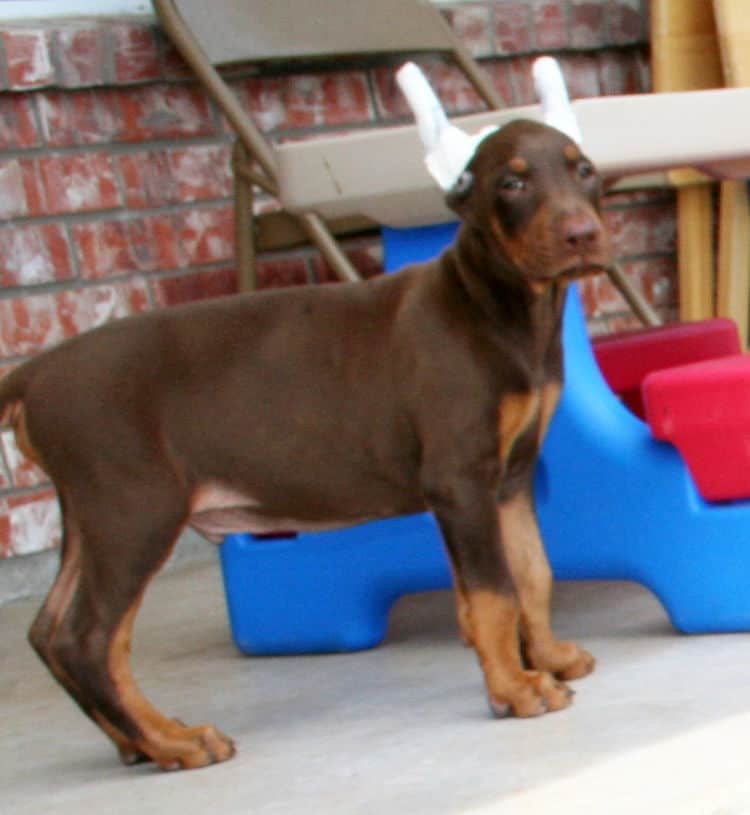 Doberman pup