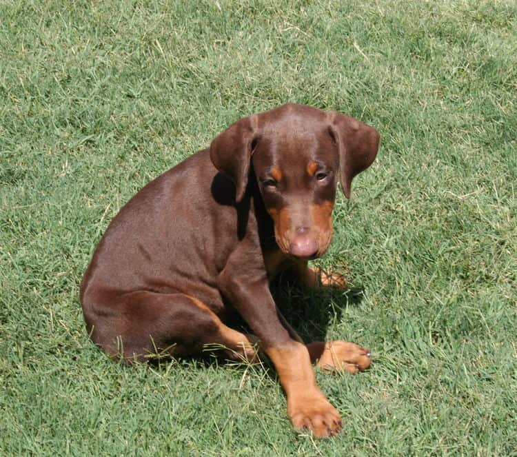 Dobe puppy