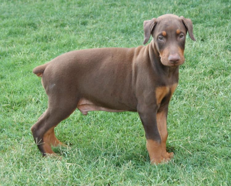 Doberman puppy