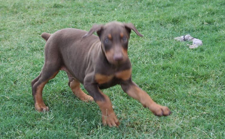 dobie pup