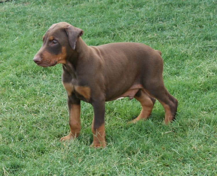 Doberman Pinscher puppy