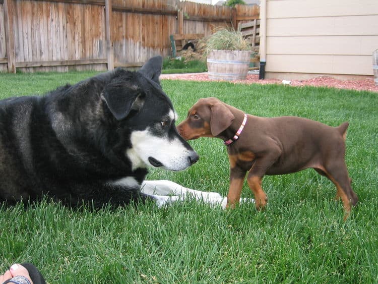 Dobe pup