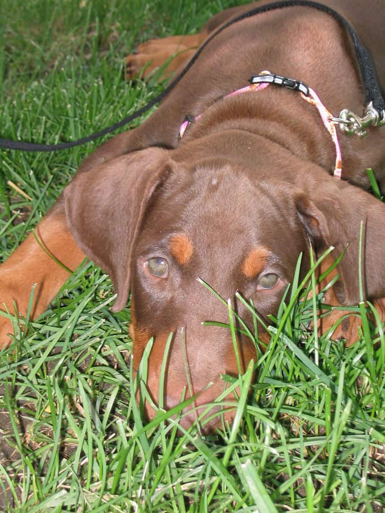 Dobe pup