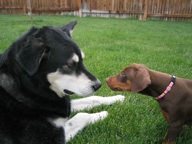 Doberman puppy's pal