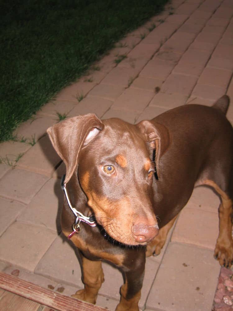 Doberman Pinscher