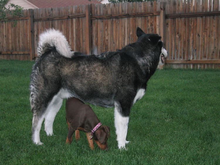 Doberman Pinscher