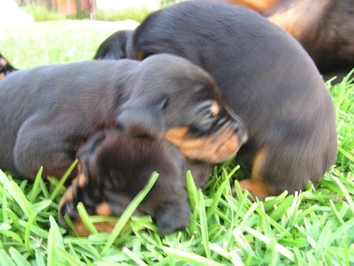 Doberman Pinscher Puppies