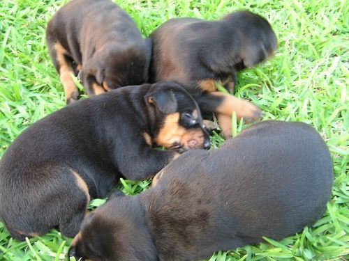 Doberman Pinscher Puppies