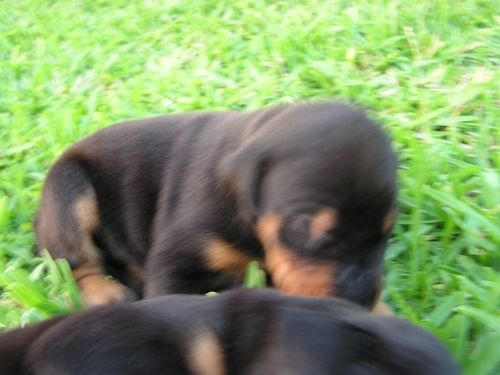 Doberman Pinscher Puppies