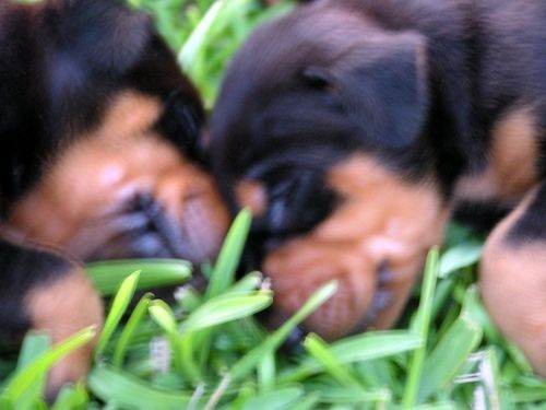 Doberman Pinscher Puppies