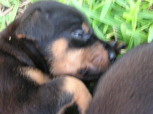 Doberman Pinscher Puppies