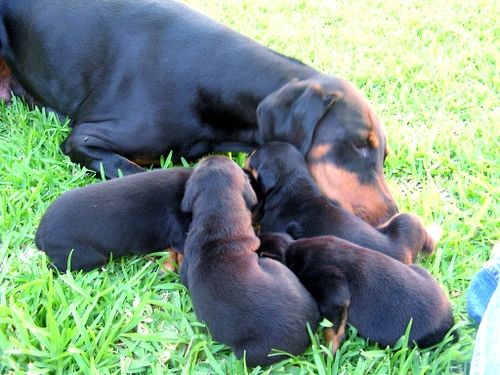 Doberman Pinscher Puppies