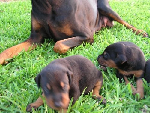 Doberman Pinscher Puppies