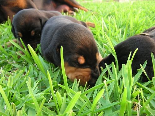 Doberman Pinscher Puppies