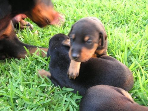 Doberman Pinscher Puppies