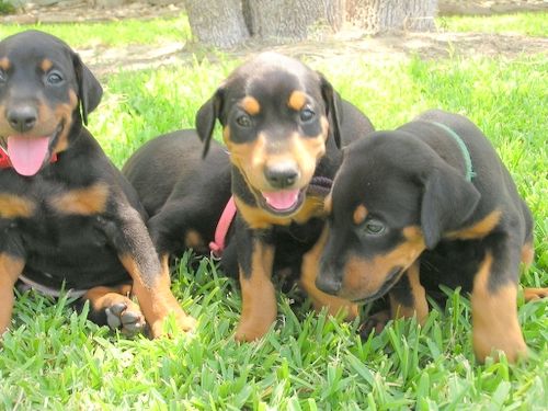 Dobe pups