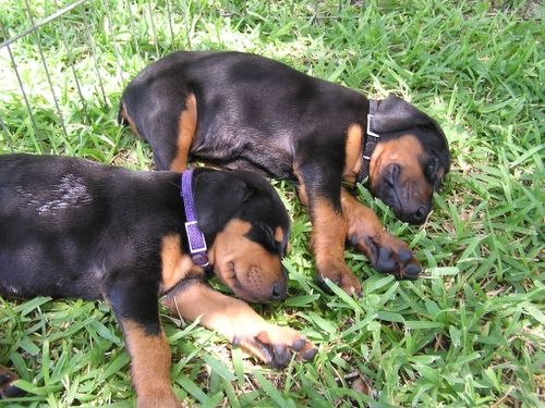 Dobe pups