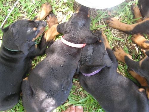 Dobe pups